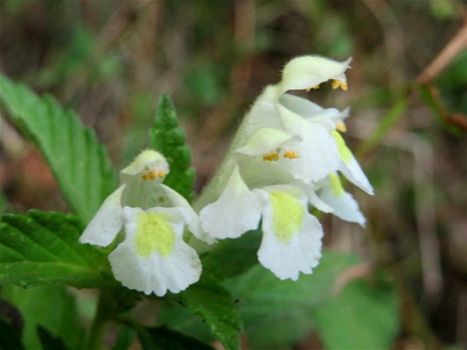 Gelber Hohlzahn (Galeopsis segetum) am Schalkenmehrener Maar
