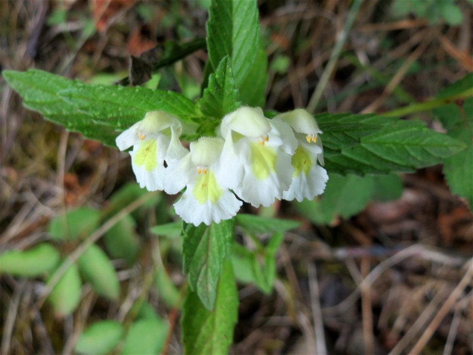 Gelber Hohlzahn (Galeopsis segetum) am Schalkenmehrener Maar