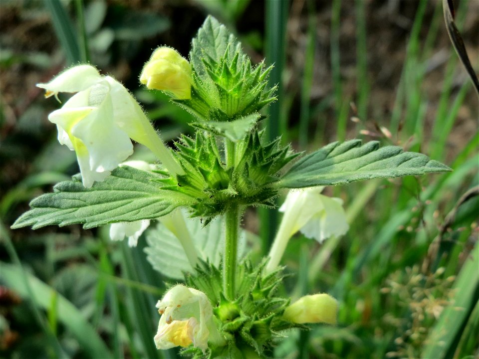 Gelber Hohlzahn (Galeopsis segetum) am Schalkenmehrener Maar