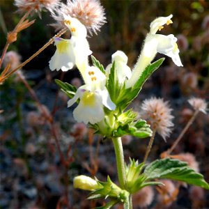 Freilichtmuseum Roscheider Hof, Saat-Hohlzahn oder Gelber Hohlzahn Galeopsis segetum photo