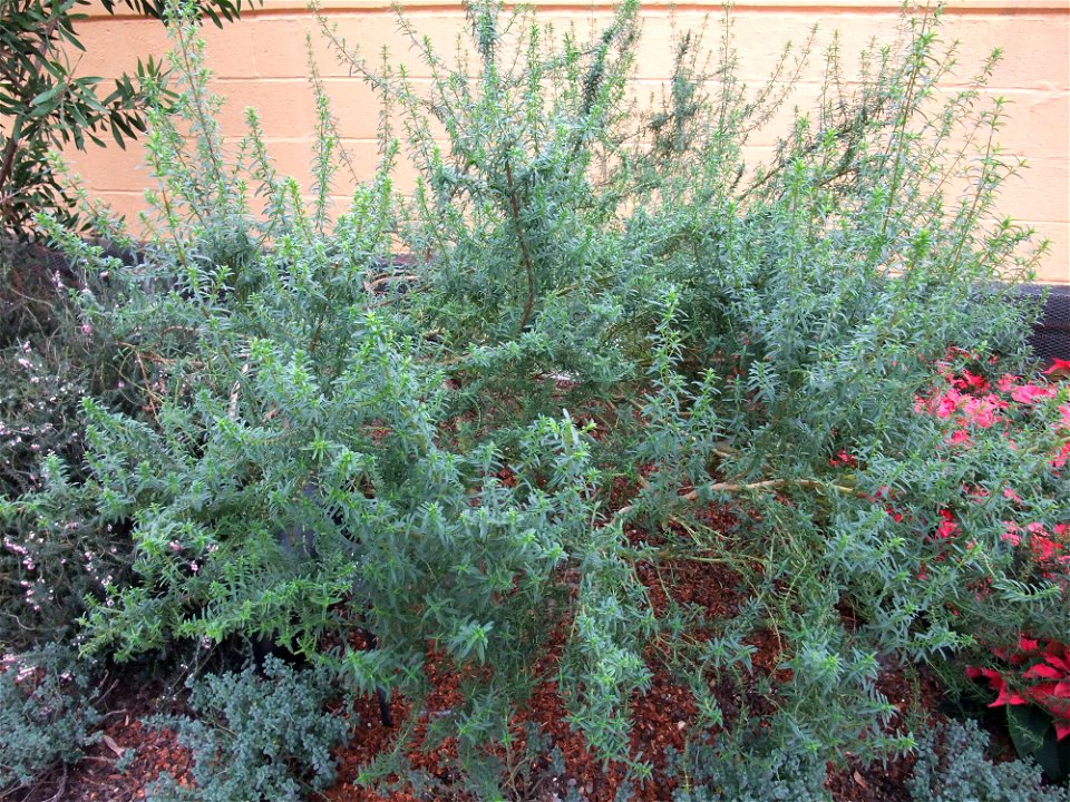 A photograph of Prostanthera phylicifolia.
