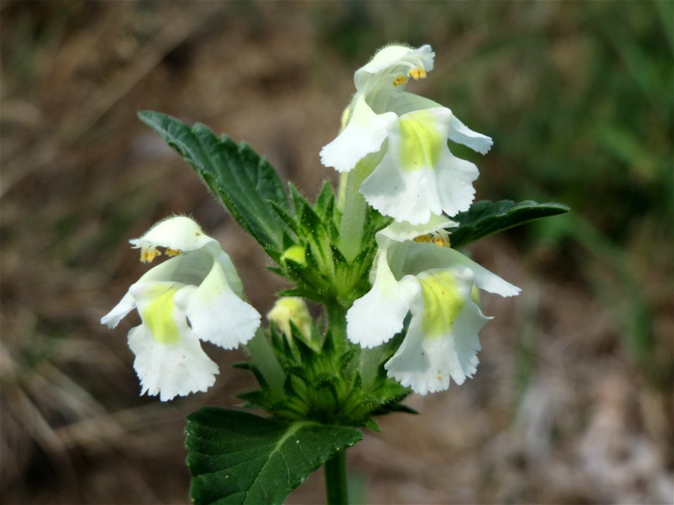 Gelber Hohlzahn (Galeopsis segetum) am Schalkenmehrener Maar
