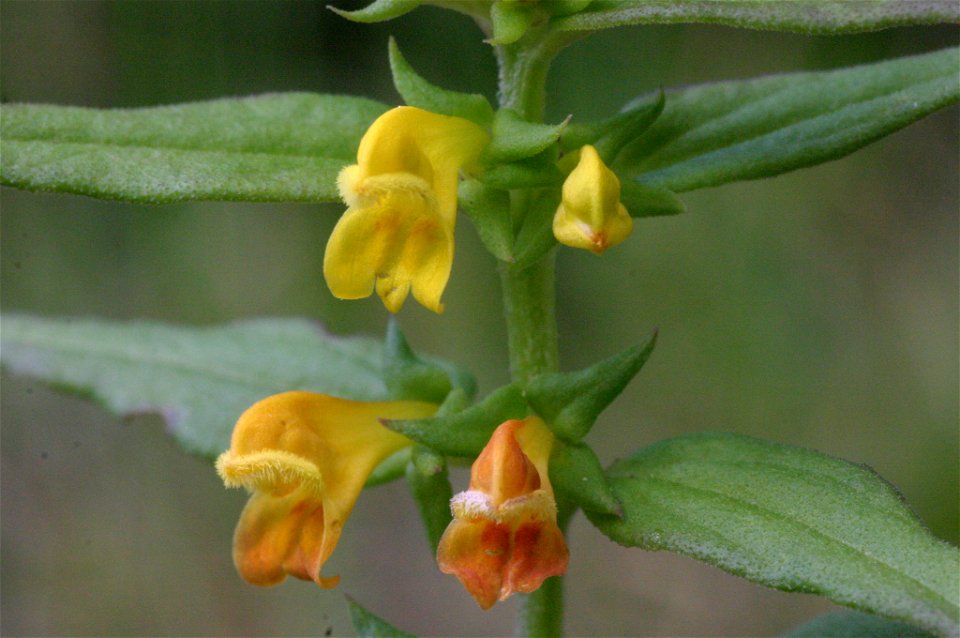 Melampyrum sylvaticum