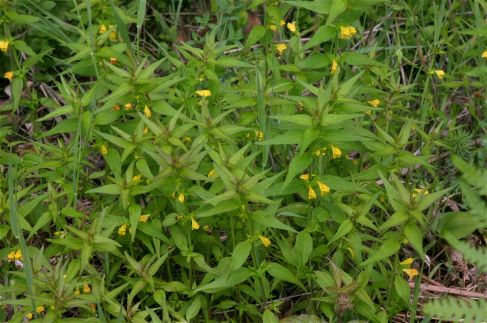 Melampyrum sylvaticum