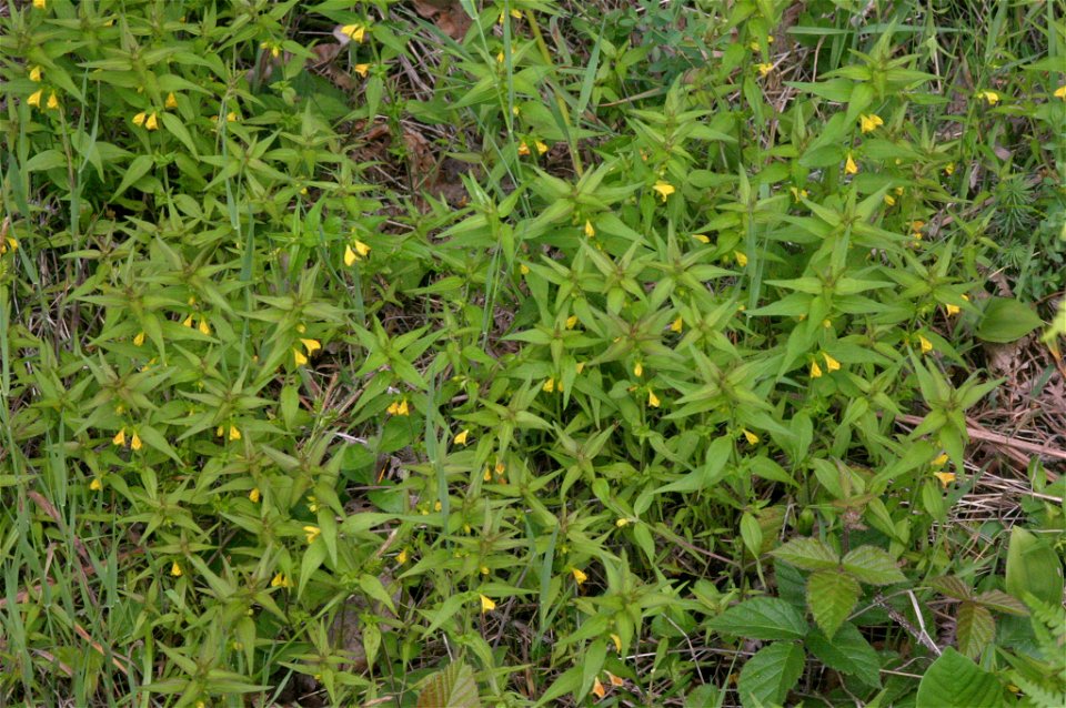 Melampyrum sylvaticum