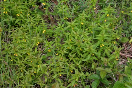 Melampyrum sylvaticum