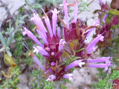 Thymus moroderi flowers close up, La Mata, Torrevieja, Alicante, Spain. photo