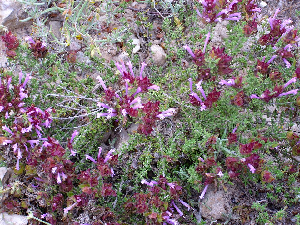 Thymus moroderi habit, La Mata, Torrevieja, Alicante, Spain.