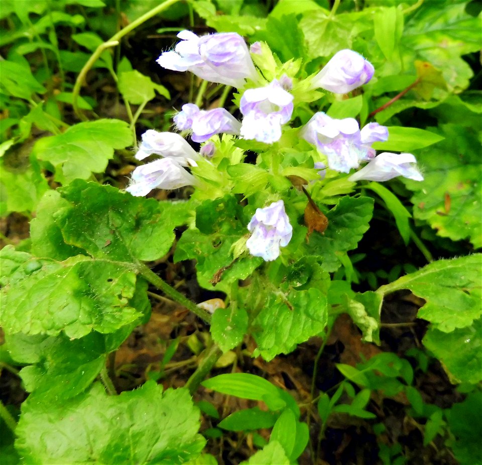 Meehania cordata, in cool banks in front of Stab Cave, Pulaski County, Kentucky.