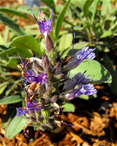 Salvia sonomensis at Rancho Santa Ana Botanic Garden in Claremont, California, USA. Identified by sign.
