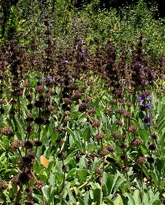 Salvia sonomensis at the UC Botanical Garden, Berkeley, California, USA. Identified by sign.