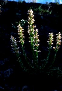 Penstemon  (Scabland, Hotrock)  (Penstemon Deustus)