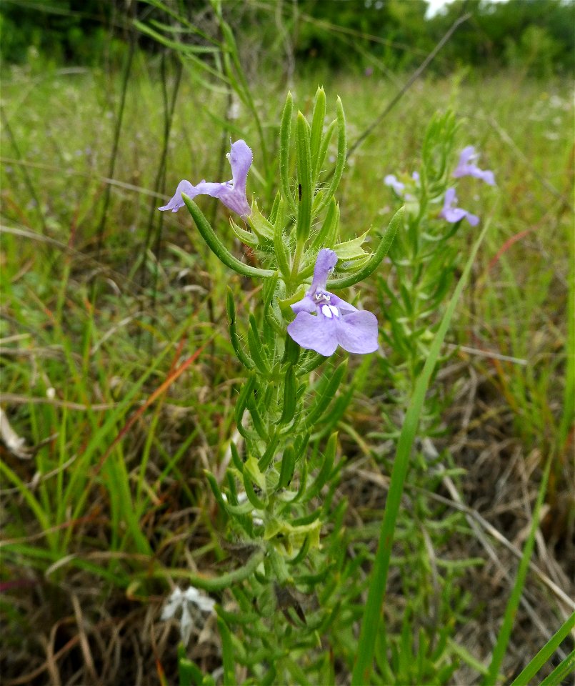 Salvia texana, dry rocky prairie on Bell Branch Road, Ellis County, Texas.
