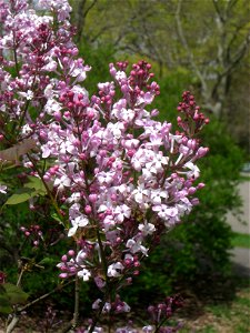 Syringa oblata ssp. dilatata, Arnold Arboretum, Jamaica Plain, Boston, Massachusetts, USA.