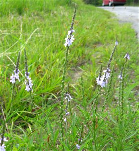 Verbena simplex, roadside beside high quality prairie remnant near Pennyrile Forest State Resort Park, Christian County, Kentucky.