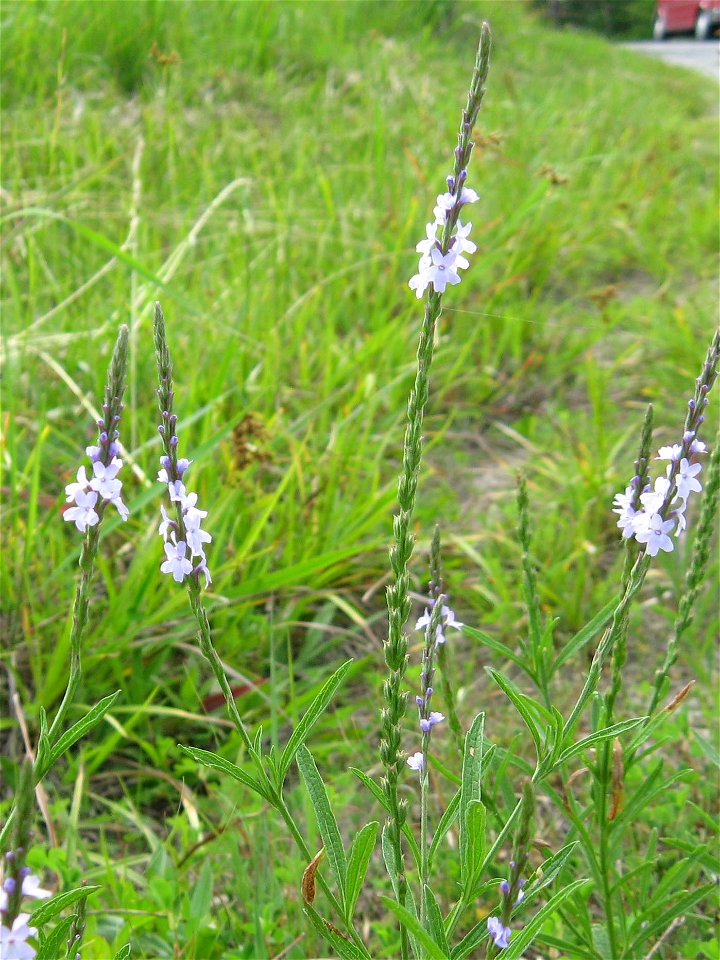 Verbena simplex, roadside beside high quality prairie remnant near Pennyrile Forest State Resort Park, Christian County, Kentucky.