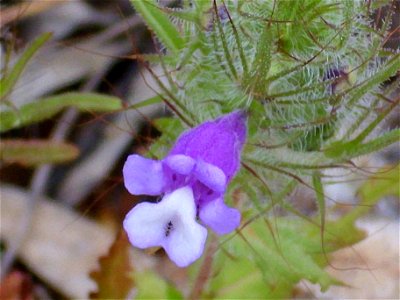 Cleonia lusitanica  close up, Dehesa Boyal de Puertollano, Spain