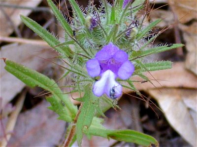 Cleonia lusitanica  close up, Dehesa Boyal de Puertollano, Spain