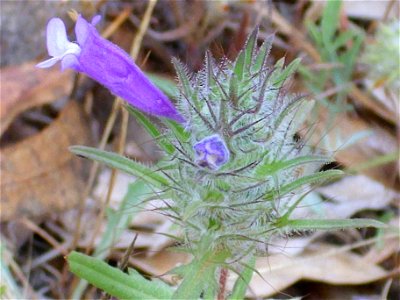 Cleonia lusitanica flower close up, Dehesa Boyal de Puertollano, Spain