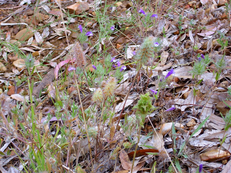 Cleonia lusitanica  habitat, Dehesa Boyal de Puertollano, Spain