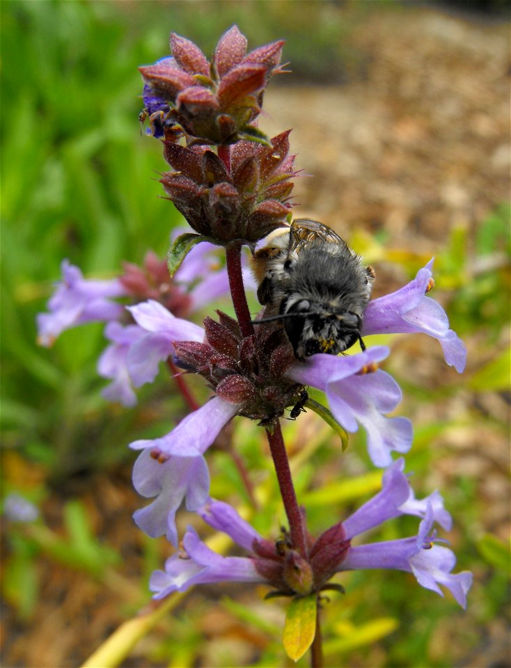w:Salvia munzii (with a bee) - at the Rancho Santa Ana Botanic Garden in Claremont, Southern California, U.S.
 Identified by garden i.d. sign.