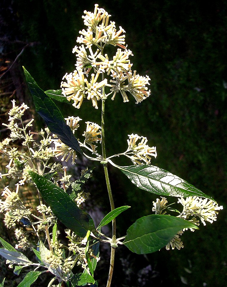 Photo of the flower panicle of the South Sfrican buddleja, B. auriculata.