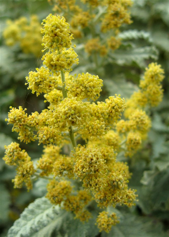 Photograph of the flowers of Buddleja glomerata.