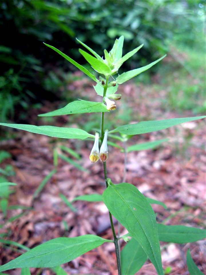 Melampyrum lineare granite outcrop of White Rocks Mountain, Carter County, Tennessee.