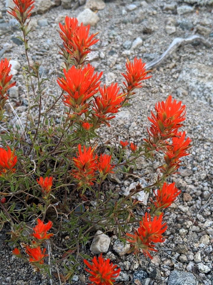 Wavyleaf Indian Paintbrush (Castilleja applegatei var. pinetorum). Subspecies of plant.