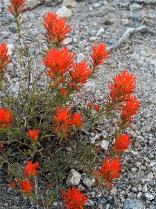 Wavyleaf Indian Paintbrush (Castilleja applegatei var. pinetorum). Subspecies of plant.