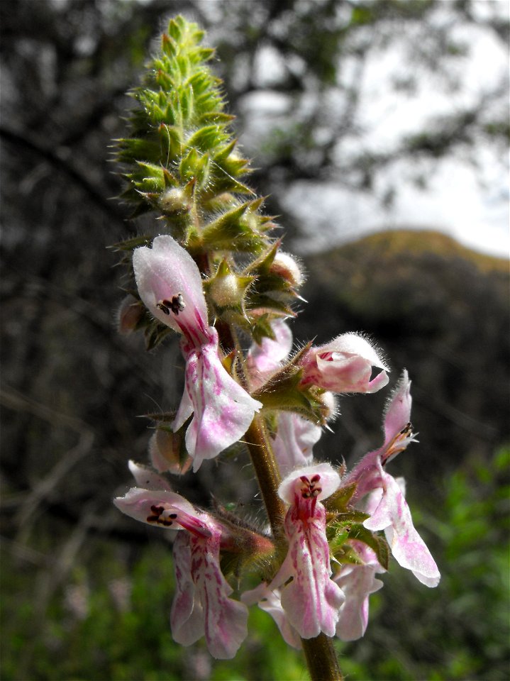 Stachys ajugoides at Blue Sky Ecological Reserve in Poway, California, USA.