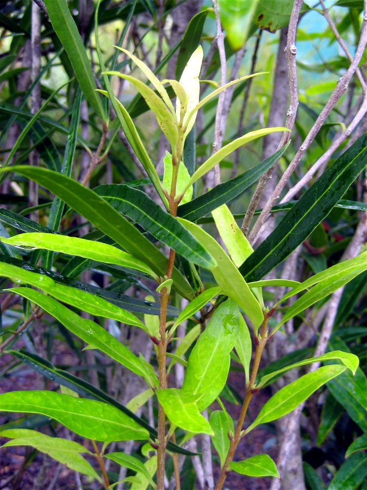 Foliage of Nestegis lanceolata, White Maire, Maire rauriki, Auckland, New Zealand.
