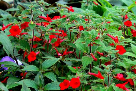 Achimenes erecta, a species of rhizomatous, herbaceous, tender perennial plant from Jamaica
