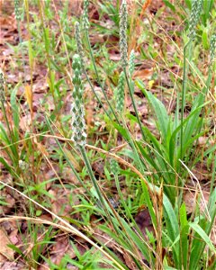 Plantago hookeriana, sandhill prairie remnant at Lindsey Park, Tyler, Smith County, Texas. An herbarium specimen vouchered from this population is available at APSC for confirmation.