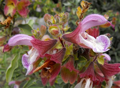 Salvia dolomitica at Quail Botanical Gardens in Encinitas, California, USA. Identified by sign. photo