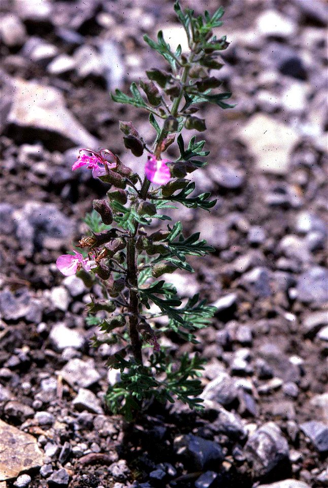Teucrium botrys, Unterfranken