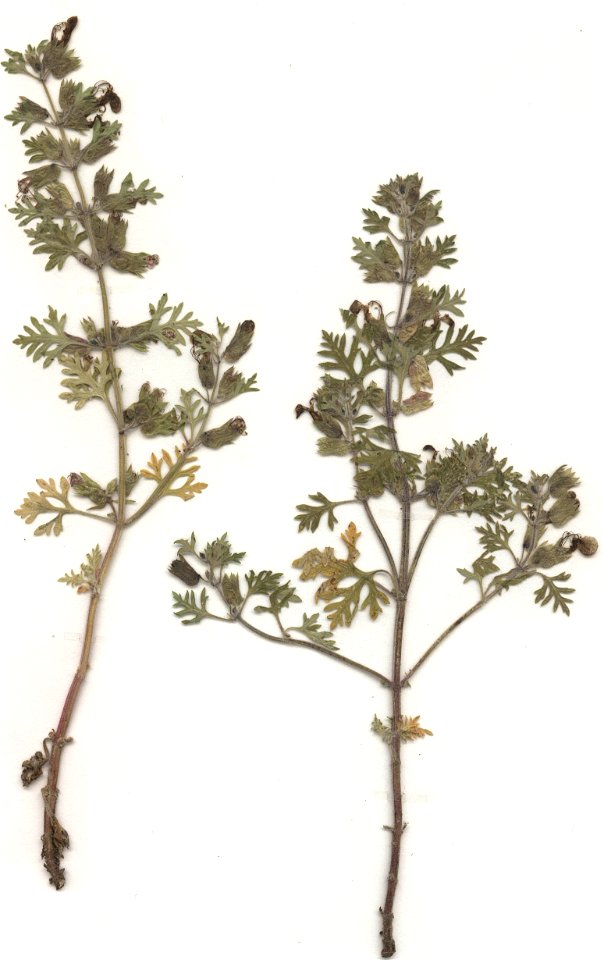 Teucrium botrys, eigener Herbarbeleg von 1987, Unterfranken