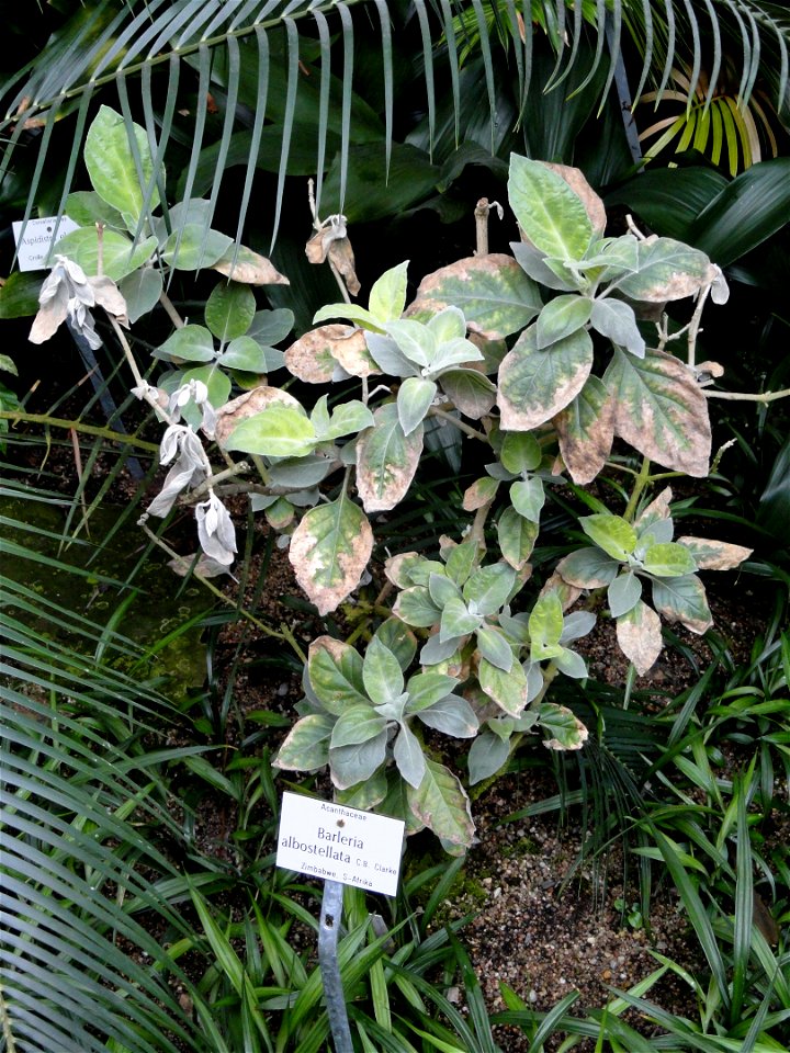 Barleria albostellata specimen in the Botanischer Garten München-Nymphenburg, Munich, Germany.