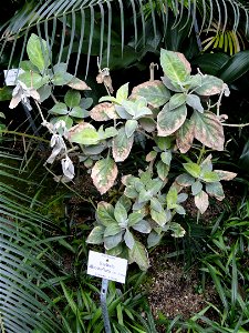 Barleria albostellata specimen in the Botanischer Garten München-Nymphenburg, Munich, Germany.