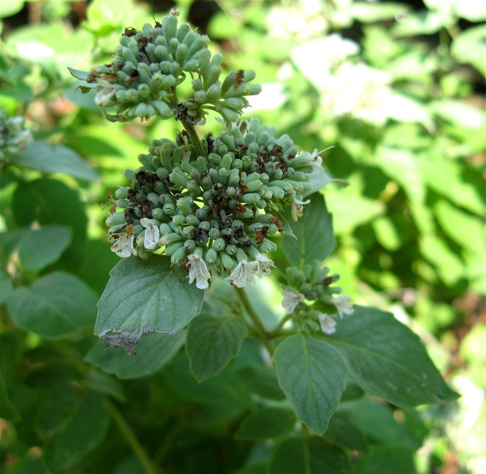 Pycnanthemum curvipes dry, exposed rocky slope near Turnbull Creek, Cheatham County, Tennessee.
