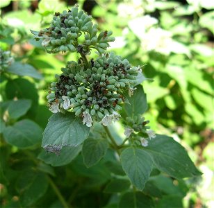 Pycnanthemum curvipes dry, exposed rocky slope near Turnbull Creek, Cheatham County, Tennessee.