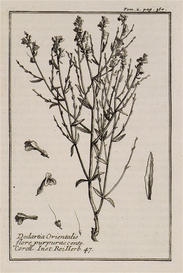 Joseph Pitton de Tournefort. Relation d’un Voyage du Levant, fait par ordre du Roy. Contenant l’histoire ancienne & moderne de plusieurs Isles de l’Archipel, de Constantinople, vol. II, Paris, Imp