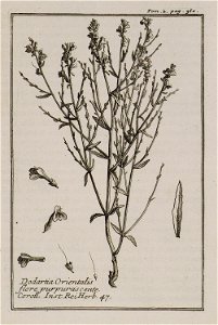 Joseph Pitton de Tournefort. Relation d’un Voyage du Levant, fait par ordre du Roy. Contenant l’histoire ancienne & moderne de plusieurs Isles de l’Archipel, de Constantinople, vol. II, Paris, Imp