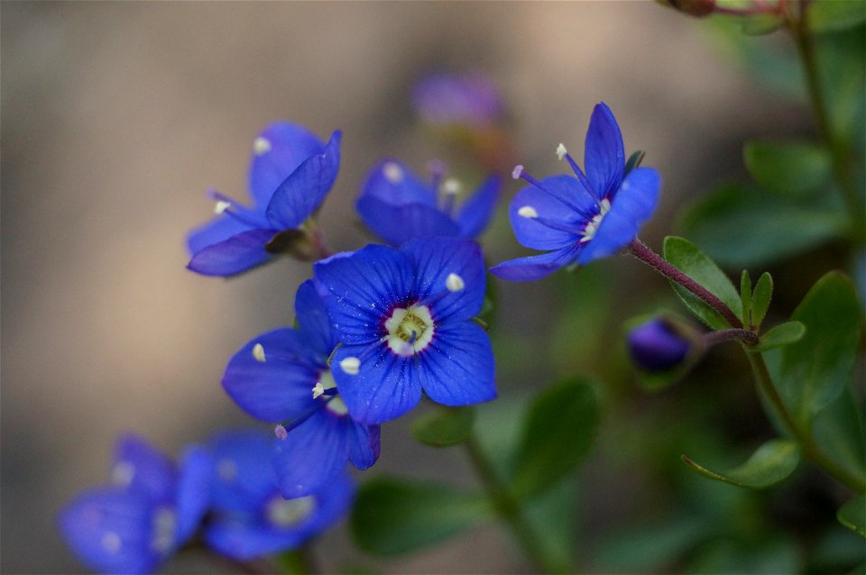 A patch of blue flowers (possibly belonging to the Veronica family) photographed at an altitude of about 1970m at Engstligenalp, Switzerland.