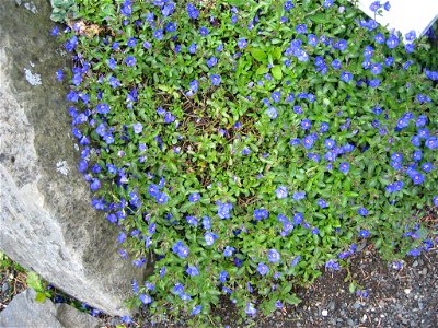 Veronica fruticans Photo by Salvor taken in the botanical garden in Reykjavik. photo