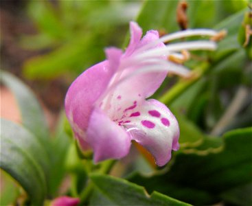 Eremophila laanii at Quail Botanical Gardens in Encinitas, California, USA. Identified by sign.