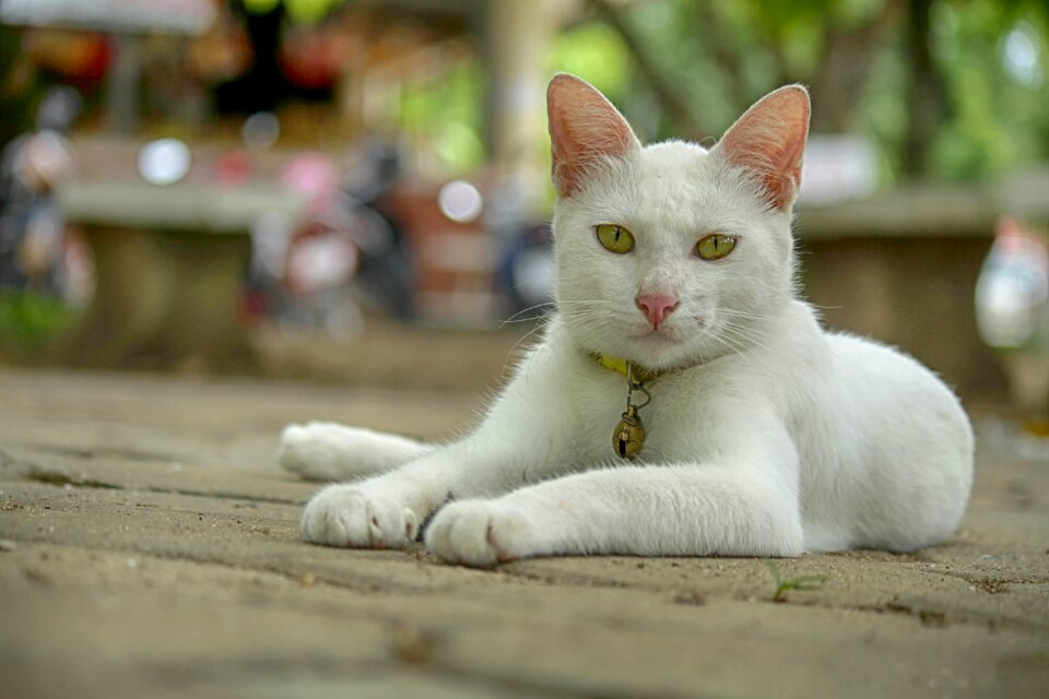 Animals cat pet