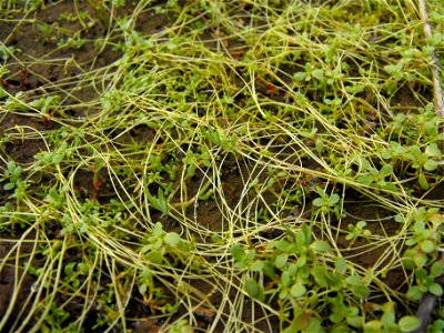 Callitriche marginata — winged water starwort. At a drying vernal pool in Carmel Mountain Preserve, in northern San Diego (city), California, U.S. The only Callitriche that occurs at this location. photo