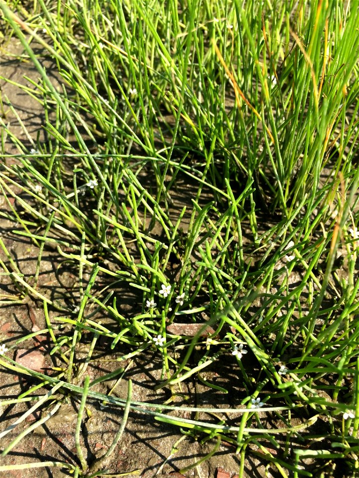 Limosella australis (delta mudwort) - L'Île-d'Orléans, Québec, Canada