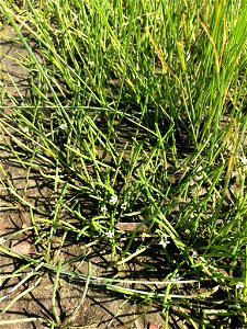 Limosella australis (delta mudwort) - L'Île-d'Orléans, Québec, Canada